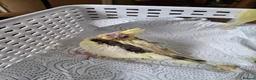Cockatiels birds for sale: Cockateil handtame babies very pretty babies. - Advert 6