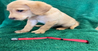 Labrador Retriever dogs - Advert 3