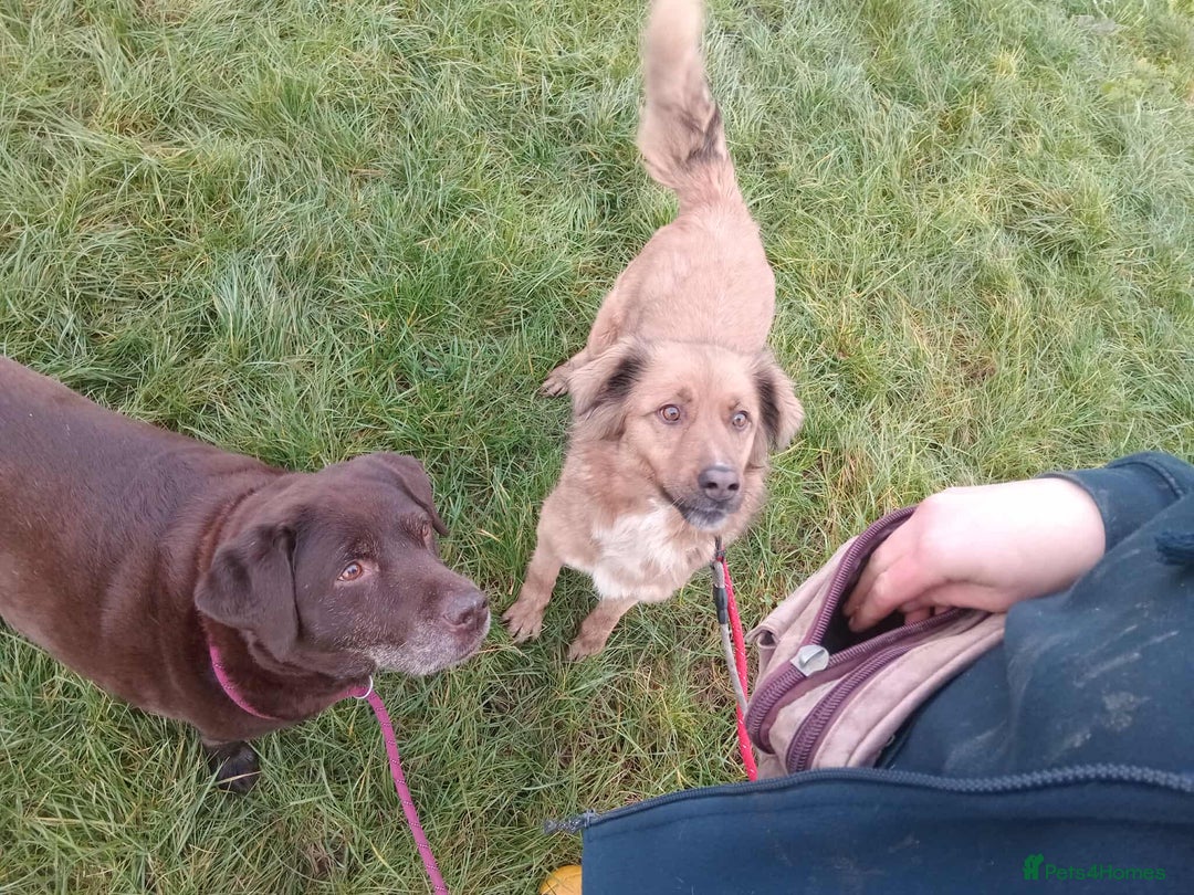 Mixed Breed dogs for adoption: GINNY - Advert 3