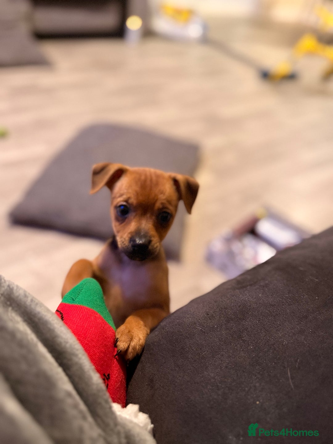 Mixed Breed dogs for sale: Last female jackmix pup *Ready Now* - Advert 13