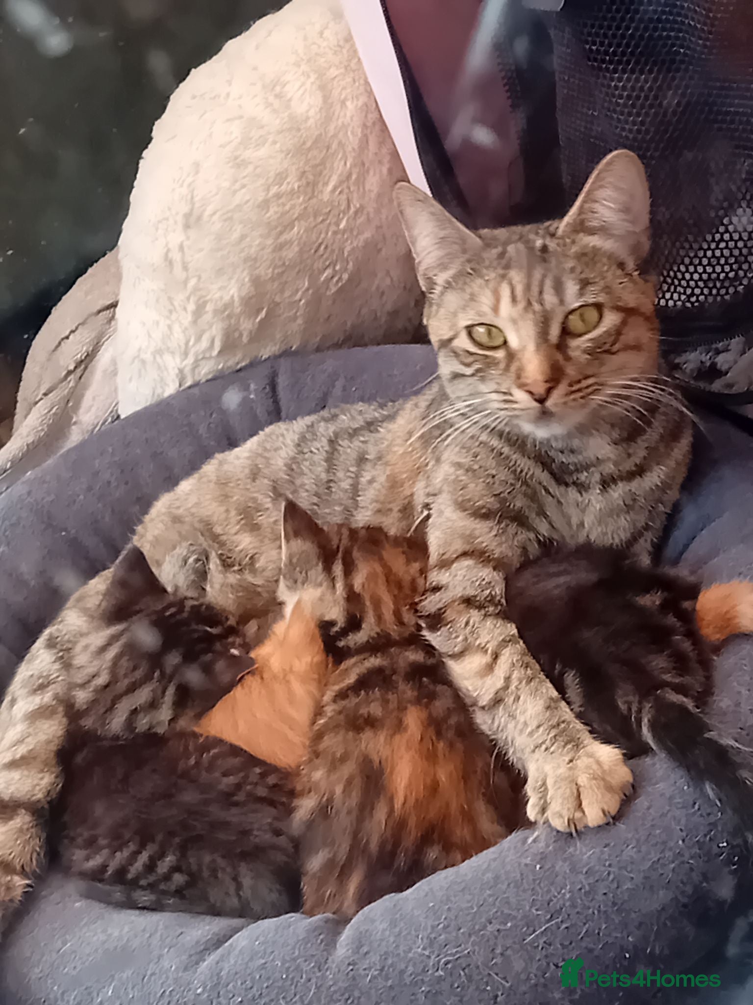 Mixed Breed cats 4 kittens  - Advert 1