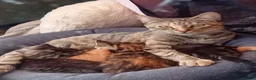 Mixed Breed cats for sale: 4 kittens  in Huddersfield - Advert 1