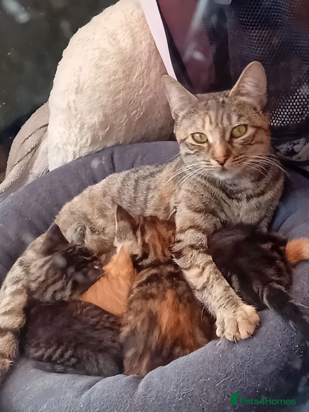 Mixed Breed cats for sale: 4 kittens  in Huddersfield - Advert 1