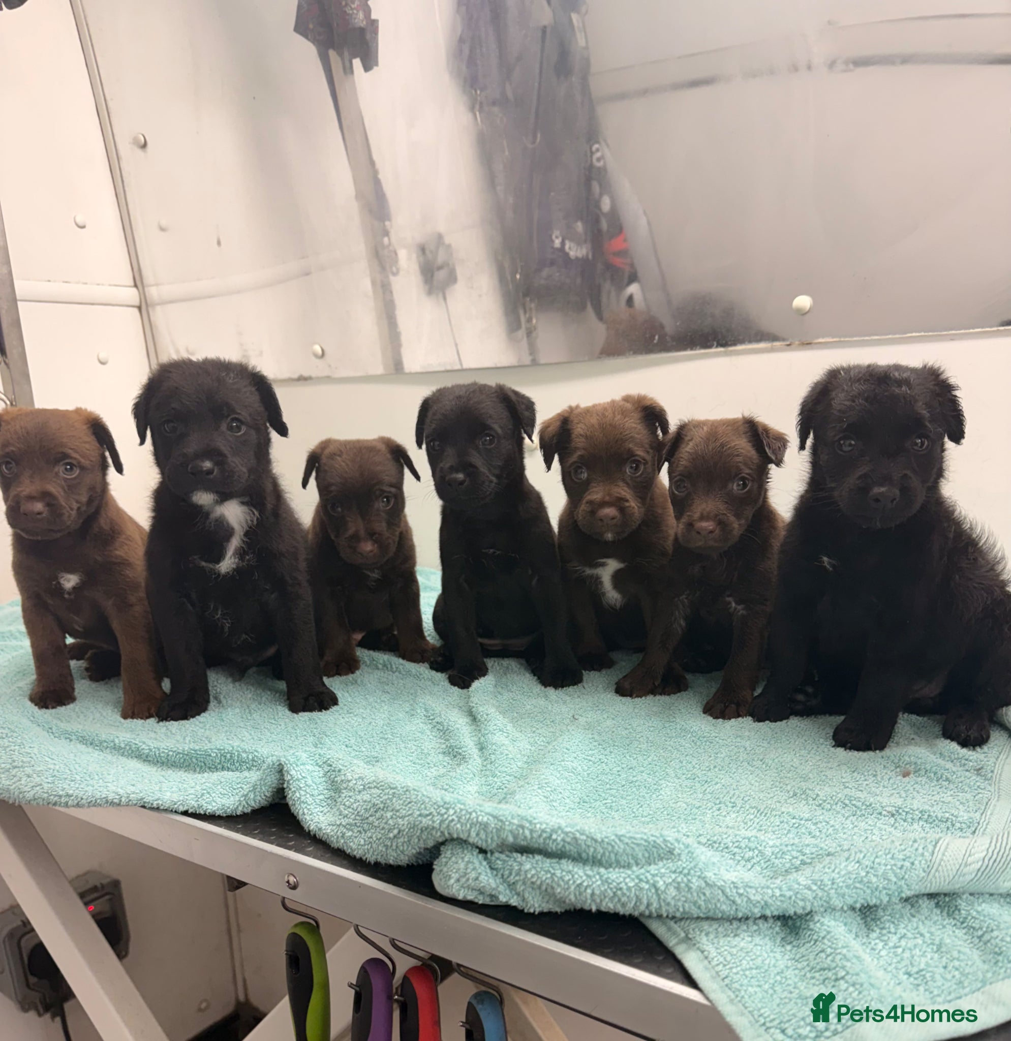 Patterdale Terrier dogs 2puppies left, ready in 2weeks left👀👀🏡🏡🏡🏡 - Advert 1