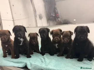Patterdale Terrier dogs 2puppies left, ready in 2weeks left👀👀🏡🏡🏡🏡 - Advert 1