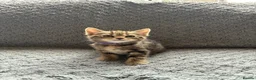 Mixed Breed cats for sale: 4 Beautiful Tabby Kittens  in Crewe - Advert 6