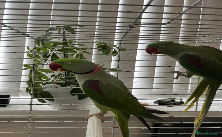 Macaws birds - Advert 3