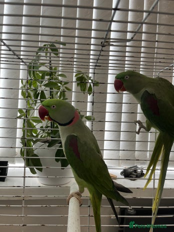 Macaws birds - Advert 14