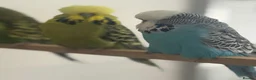 Budgerigars birds for sale: Budgies for sale  - Advert 22