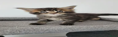 Maine Coon 6