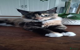 Maine Coon cats for sale: little maine coon girl - Image 3