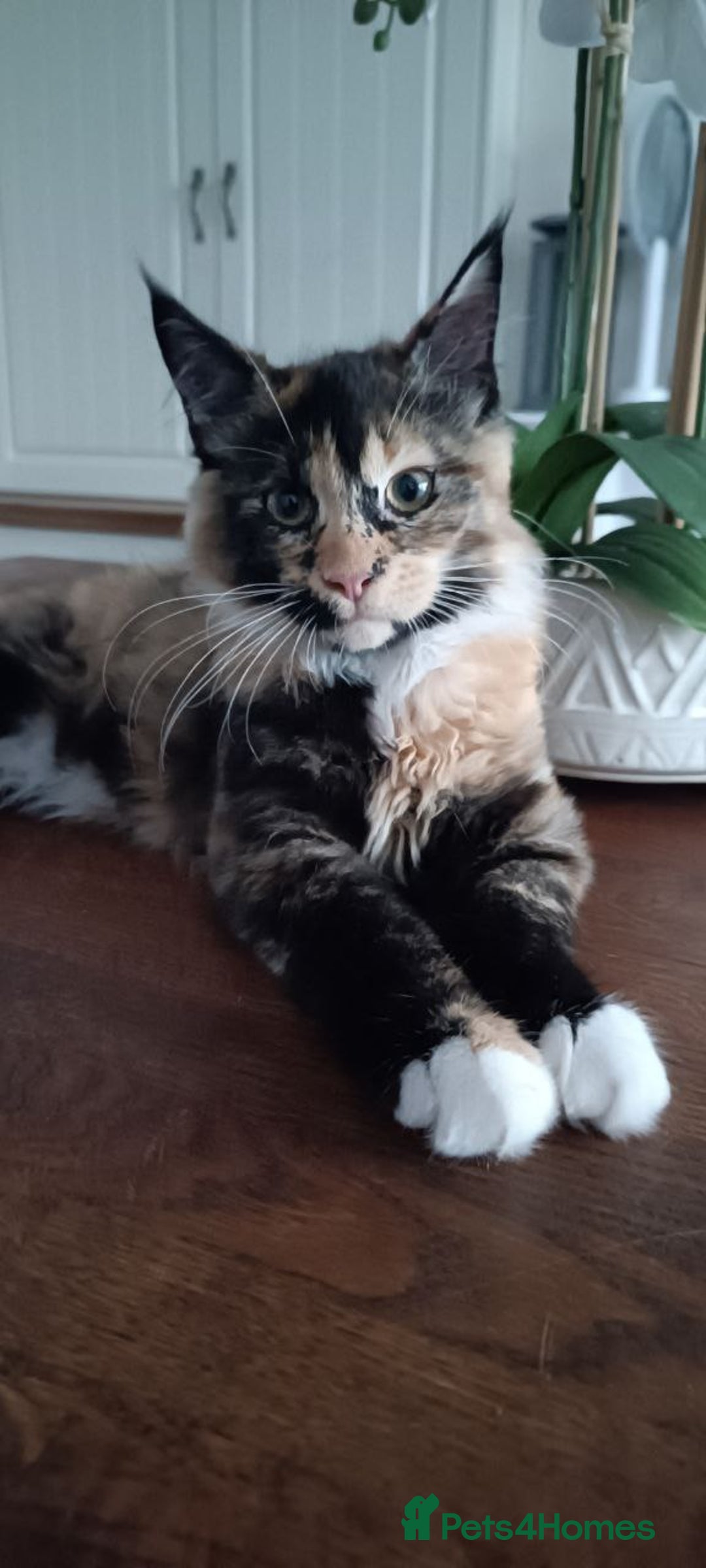 Maine Coon cats for sale: little maine coon girl - Image 3