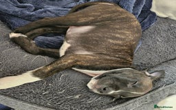 Staffordshire Bull Terrier dogs for sale: RARE CLASSIC MARKINGS - Image 19