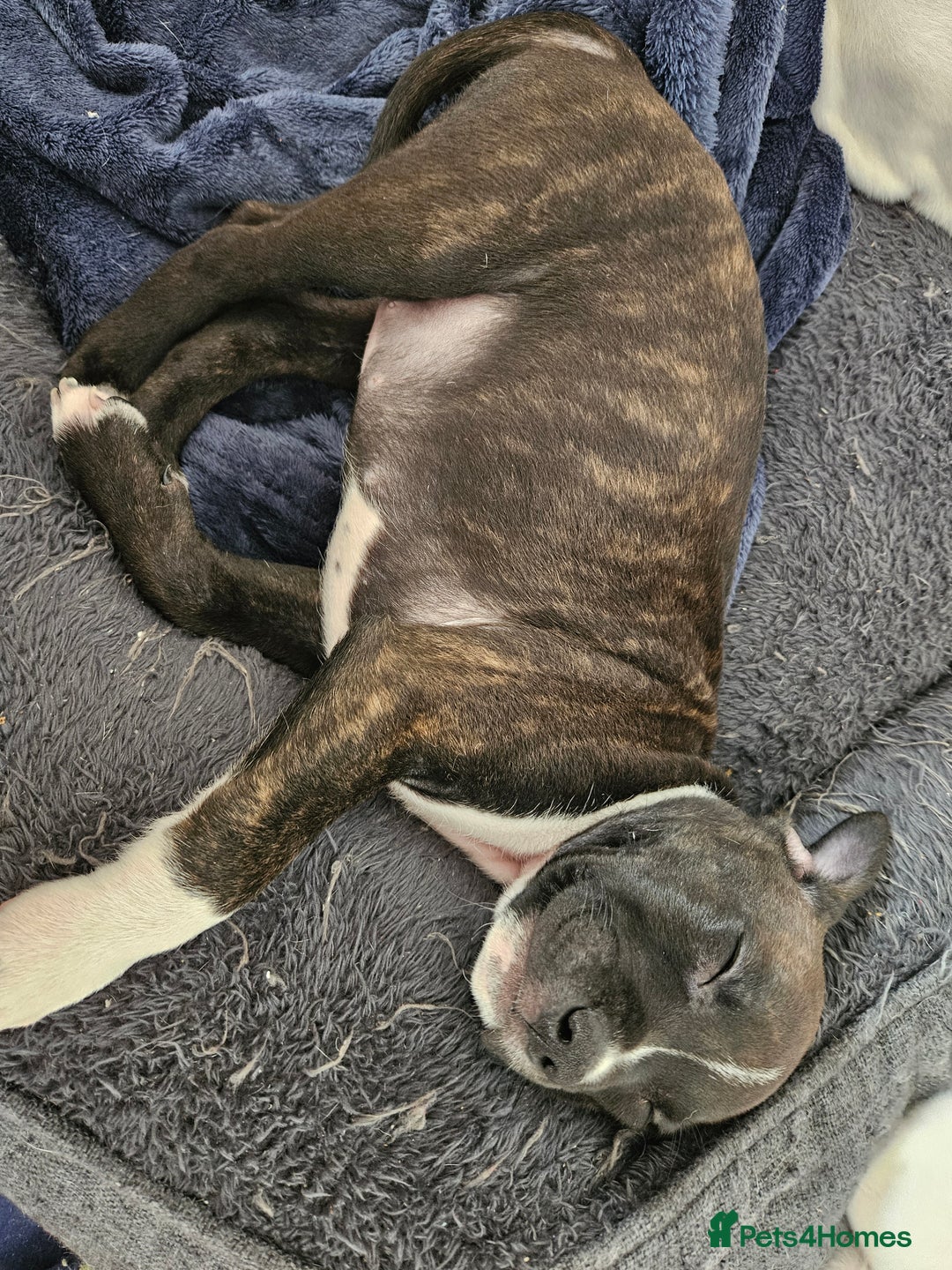 Staffordshire Bull Terrier dogs for sale: RARE CLASSIC MARKINGS - Image 19