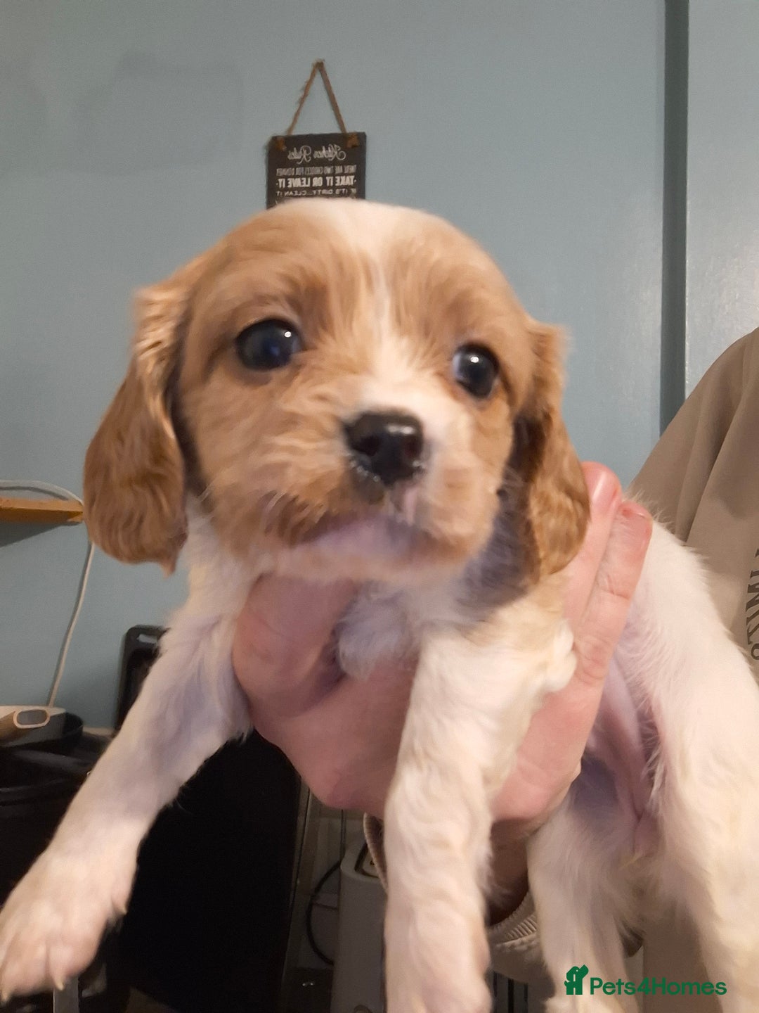 Cavapoo dogs for sale: Beautiful cavapoo F1b  - Advert 9