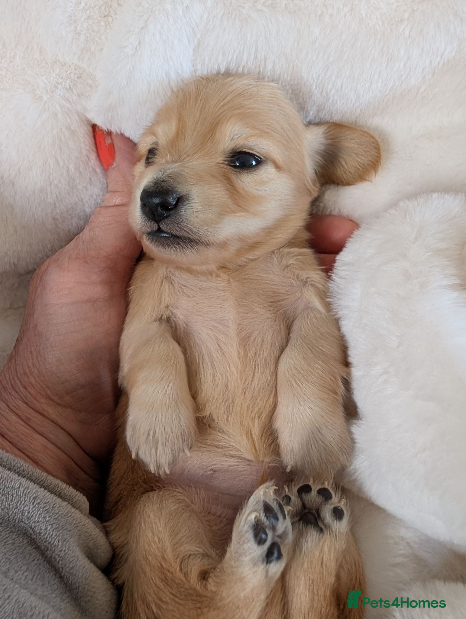 Miniature Dachshund dogs Stunning LH pra clear MD - Advert 6