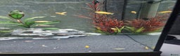 Cichlids fish for sale: Yellow Labs Cichlids - Advert 5