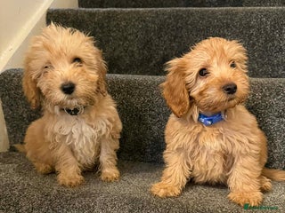 Cockapoo dogs Only boys left - Advert 2