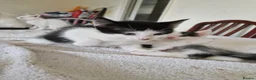 Mixed Breed cats for sale: Adorable kittens for sale  - Advert 10