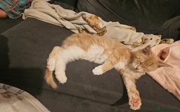 Maine Coon cats for sale: Raya female main coon  - Image 4