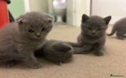 Scottish Fold cats for sale: Scottish fold/straight boys ready for reservation. - Image 6