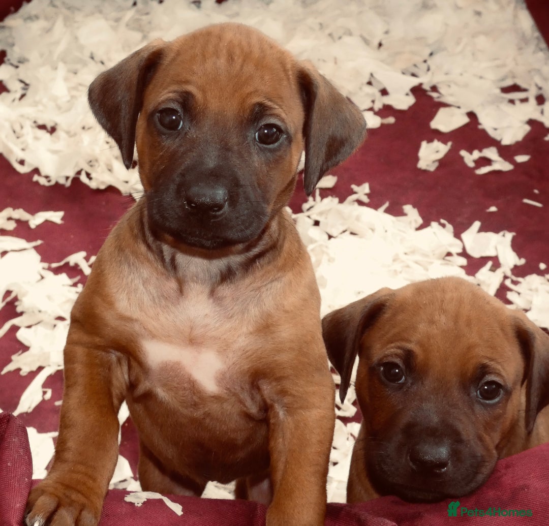 Rhodesian Ridgeback dogs for sale: Rhodesian Ridgeback Puppies KC reg - Image 21