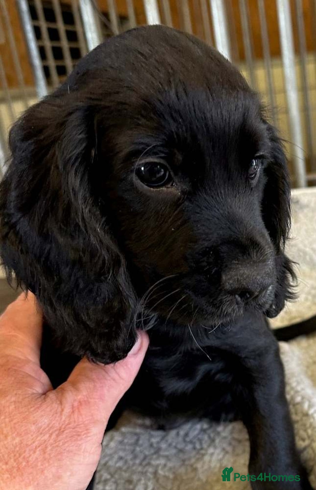 Cocker Spaniel dogs for sale: Cocker Spaniel puppies for sale - Advert 12