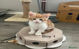 Mixed Breed cats for sale: 4 Gorgeous little boys  - Image 11