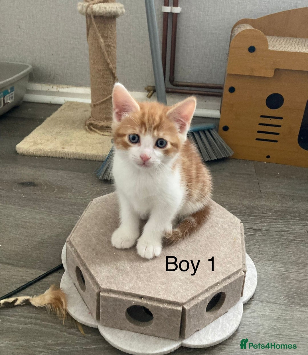 Mixed Breed cats for sale: 4 Gorgeous little boys  - Image 11