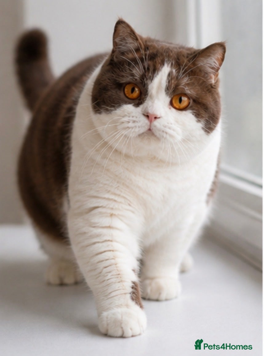 British Shorthair cats 1 Retired Queen left - Advert 17