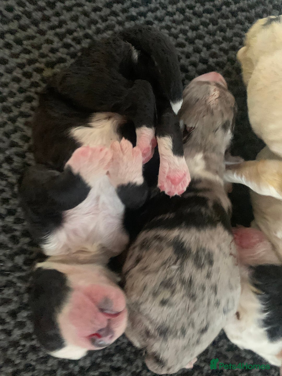Sheepadoodle dogs for sale: Medium Size Sheepadoodle F1b.  - Advert 4