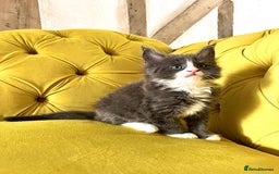 Maine Coon cats for sale: 😻GCCF HUGE RUSSIAN/GERMAN IMPORT MC KITTENS 😻 - Image 11