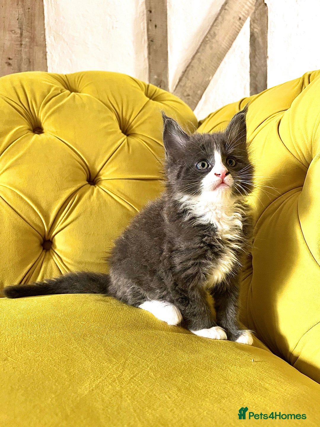 Maine Coon cats for sale: 😻GCCF HUGE RUSSIAN/GERMAN IMPORT MC KITTENS 😻 - Image 11