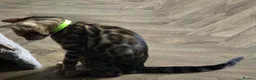 Bengal cats for sale: Prince and princesses seeking human slaves - Advert 21
