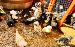 Chickens poultry for sale: Beautiful Polish Chivkens - Smooth & Frizzle! - Image 2