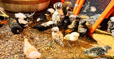 Chickens poultry - Advert 15