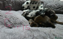 Miniature Dachshund dogs for sale: Stunning Miniture Dachshund pups for sale - Advert 14