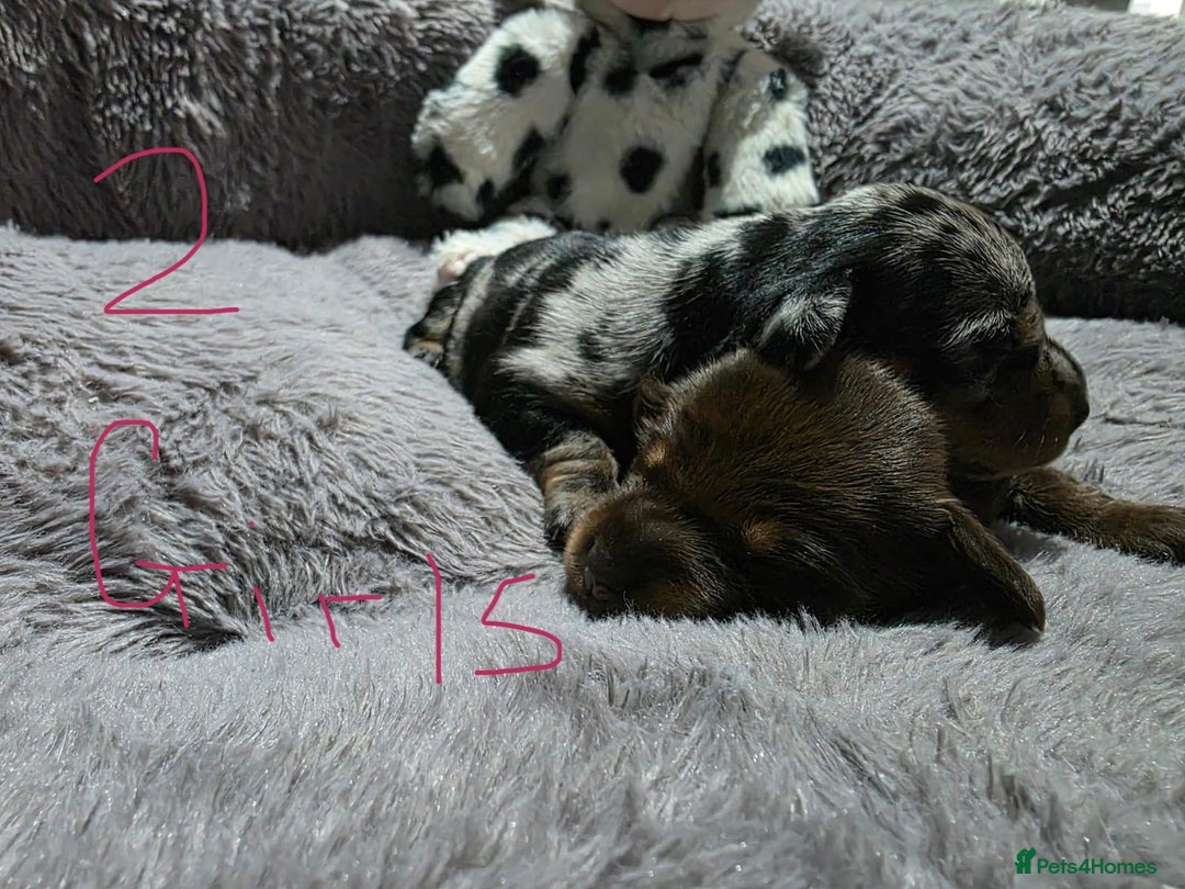 Miniature Dachshund dogs for sale: Stunning Miniture Dachshund pups for sale - Advert 14
