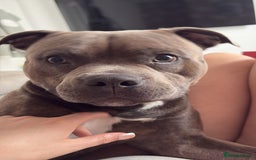 Staffordshire Bull Terrier dogs for sale: rocco - Image 2