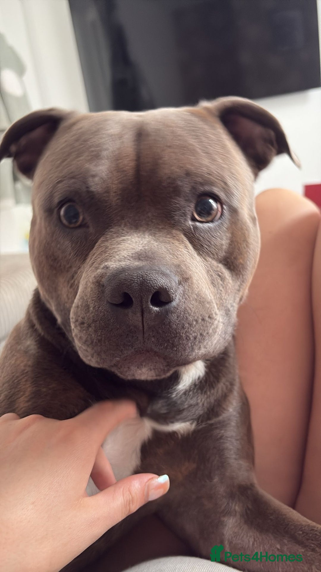 Staffordshire Bull Terrier dogs for sale: rocco - Image 2