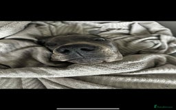 Great Dane dogs for sale: European Great Dane puppy - Image 3
