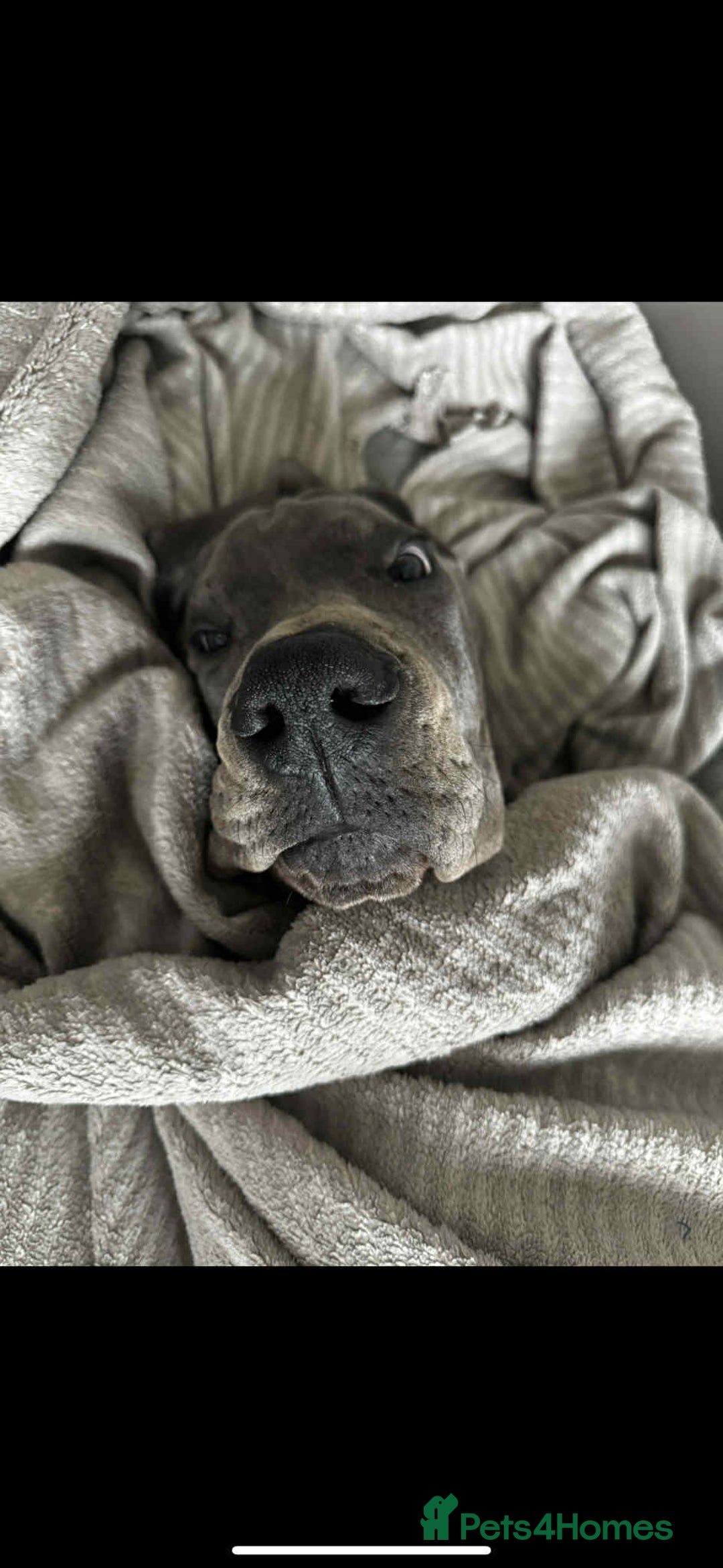 Great Dane dogs for sale: European Great Dane puppy - Image 3