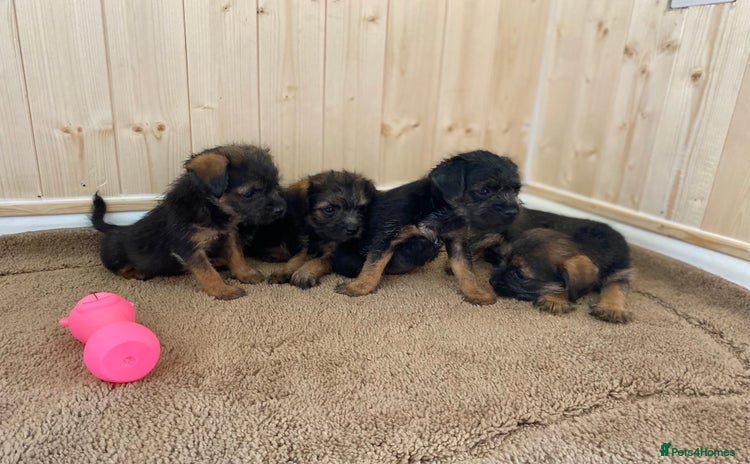 Border Terrier dogs - Advert 4