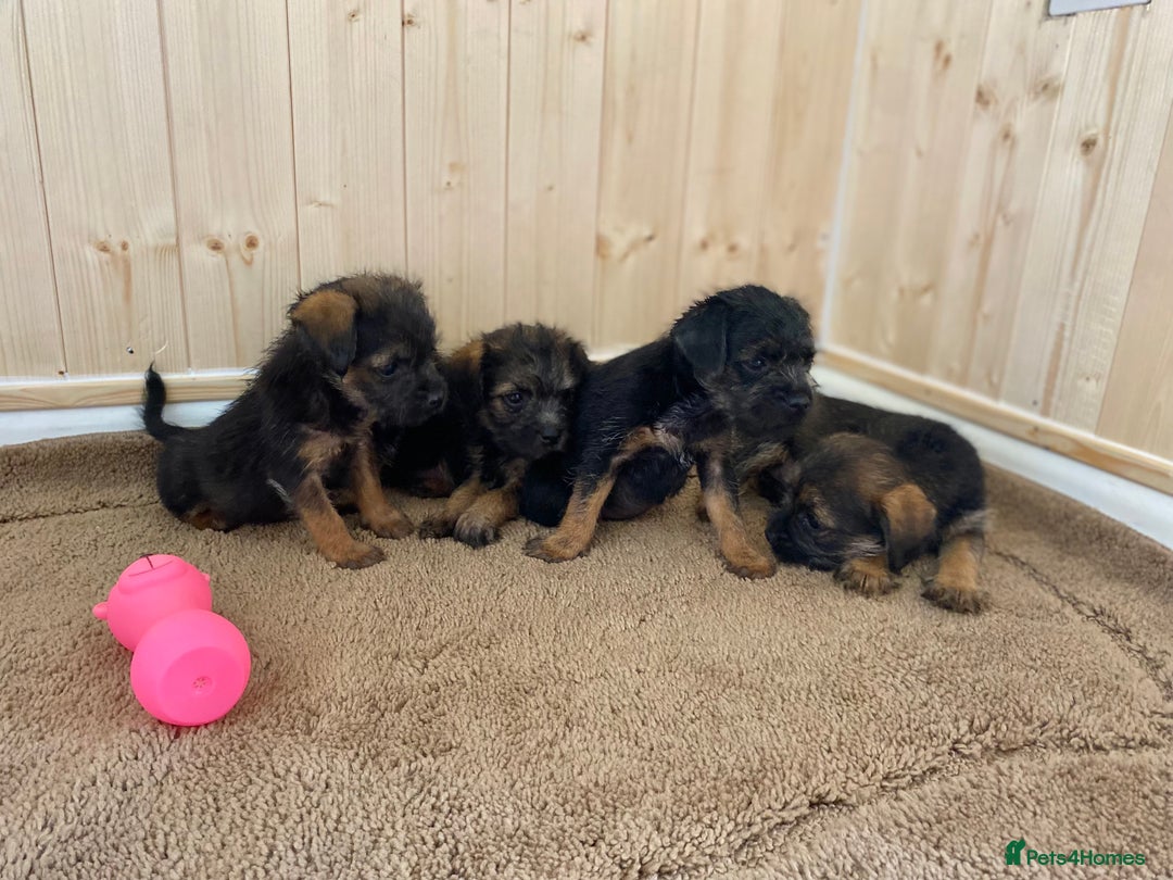 Border Terrier dogs for sale: Border terrier pups  - Image 1