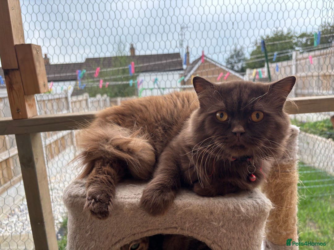British Longhair cats for sale: British short hair x long hair kitten  - Image 6