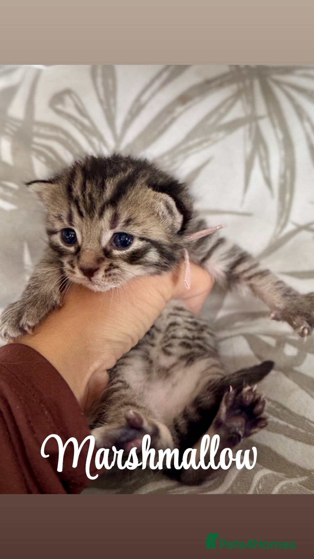 Siberian cats for sale: Siberian x kittens  - Image 11