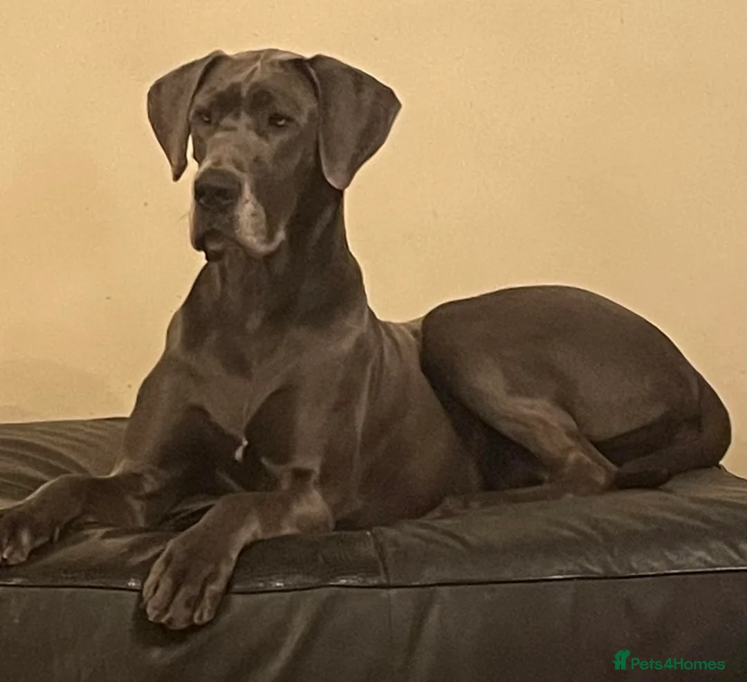 Great Dane dogs for sale: Blue Litter - Advert 6