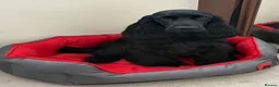 Cocker Spaniel dogs for sale: Health Tested KC Reg Showline Cocker Spaniel Pups - Advert 31