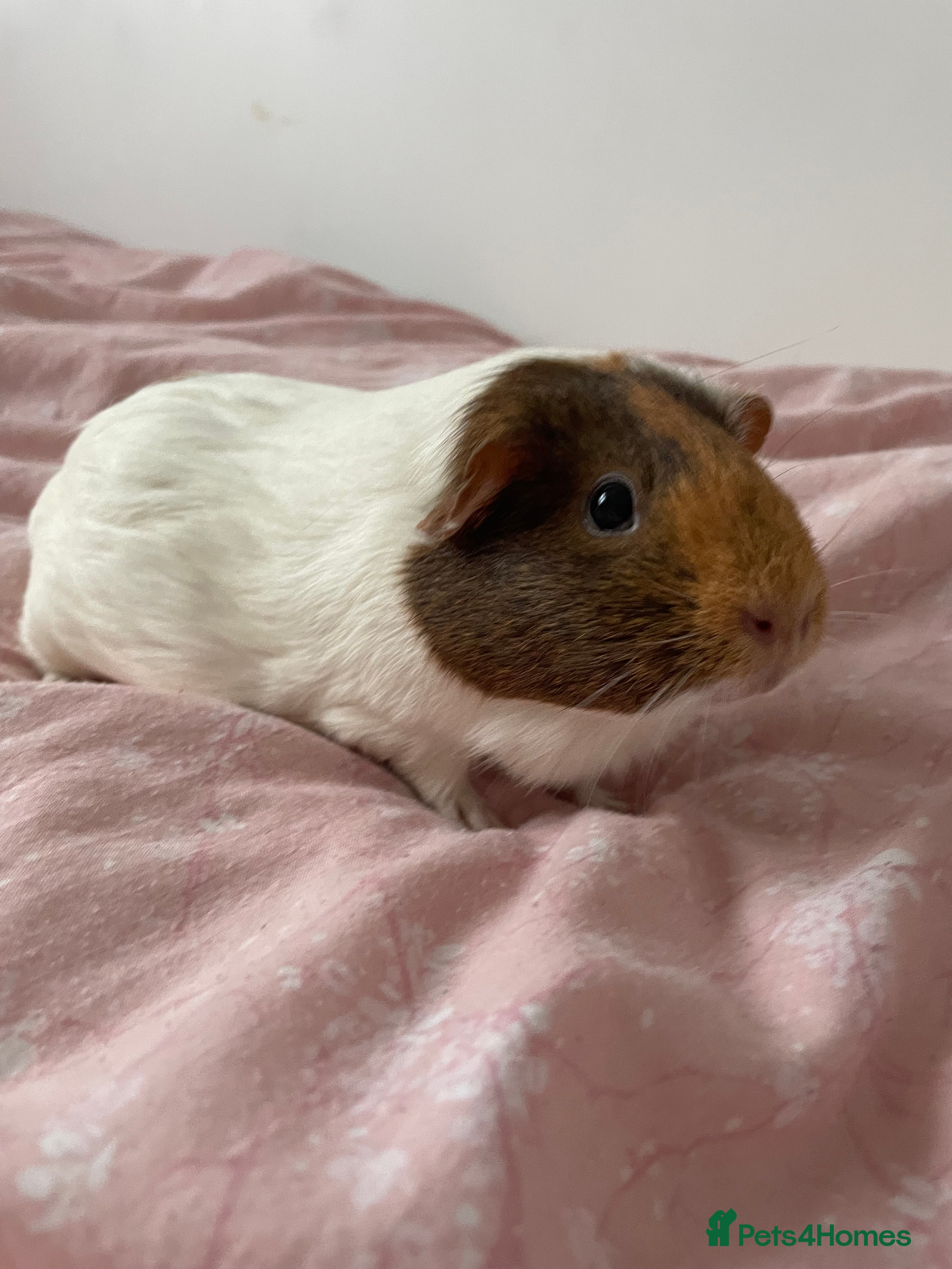 Guinea Pig rodents Two female guinea pigs  - Advert 1