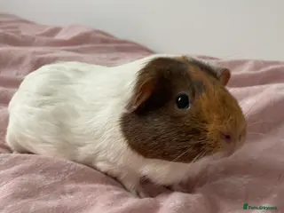 Guinea Pig rodents Two female guinea pigs - Advert 1